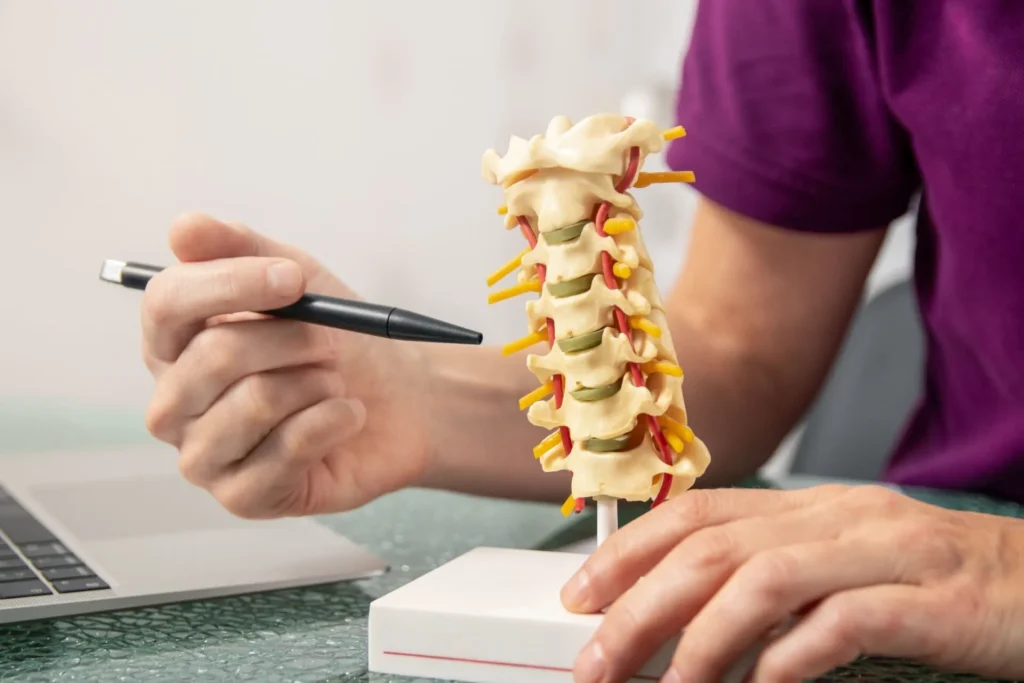 A person's hand holding a pen points to a detailed anatomical model of the human spine, showing vertebrae, discs, and nerves. A laptop is partially visible.